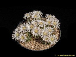 Mammillaria boelderiana 1576